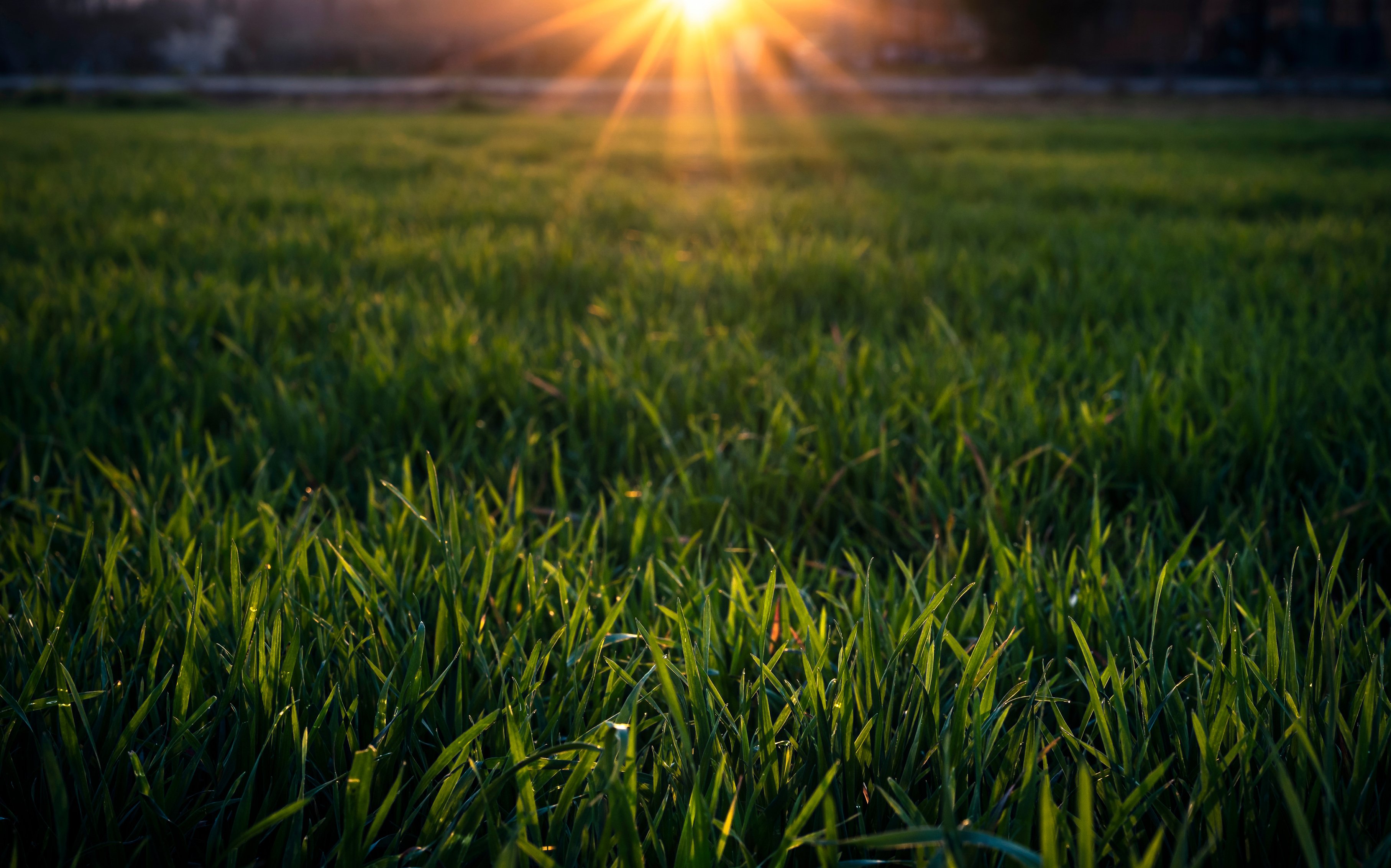 Scene with natural grass in the field at sunset